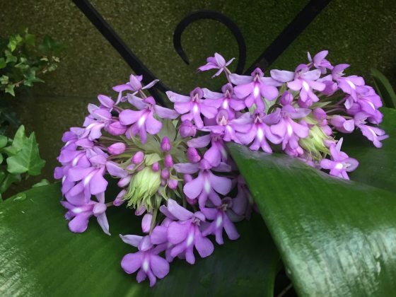 A purple orchid with lots of blooms next to large green foliage.